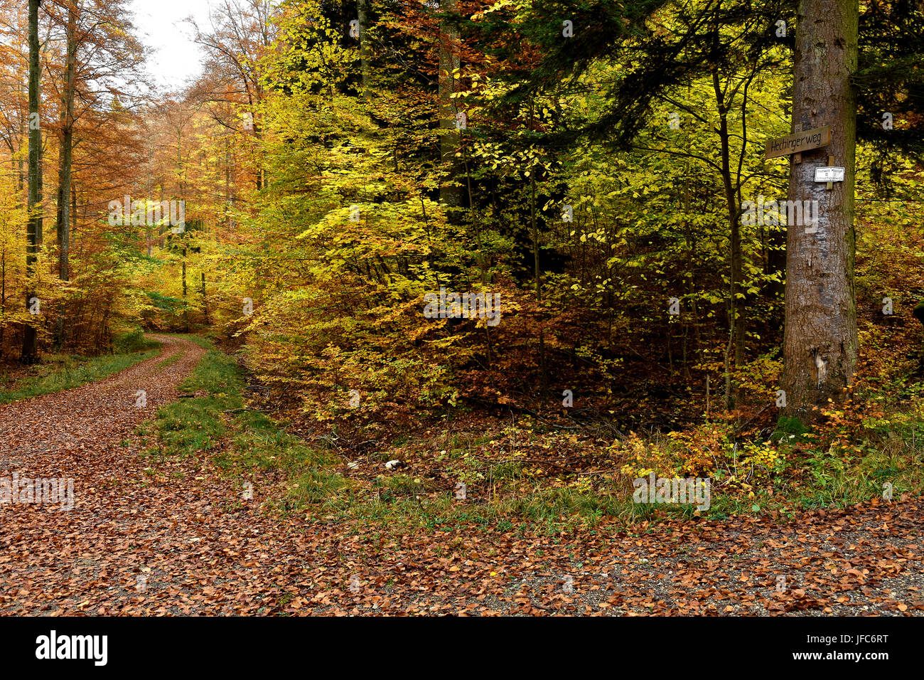 autumn forest, forest path, forest road, Stock Photo