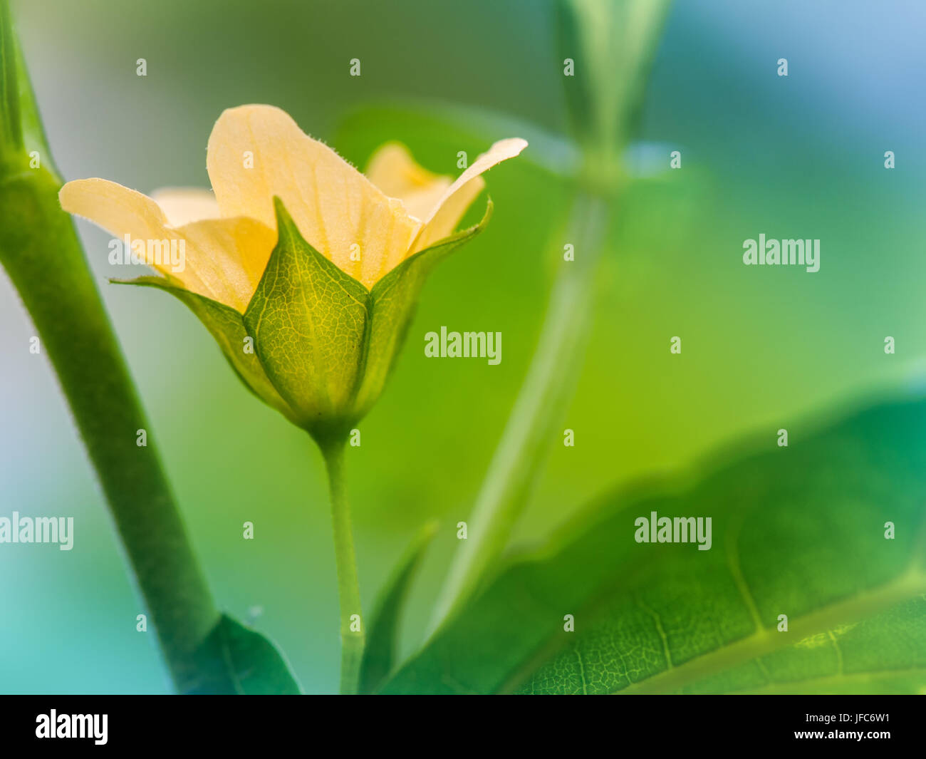 Paddy's lucerne flower. Macro close up and background. Stock Photo