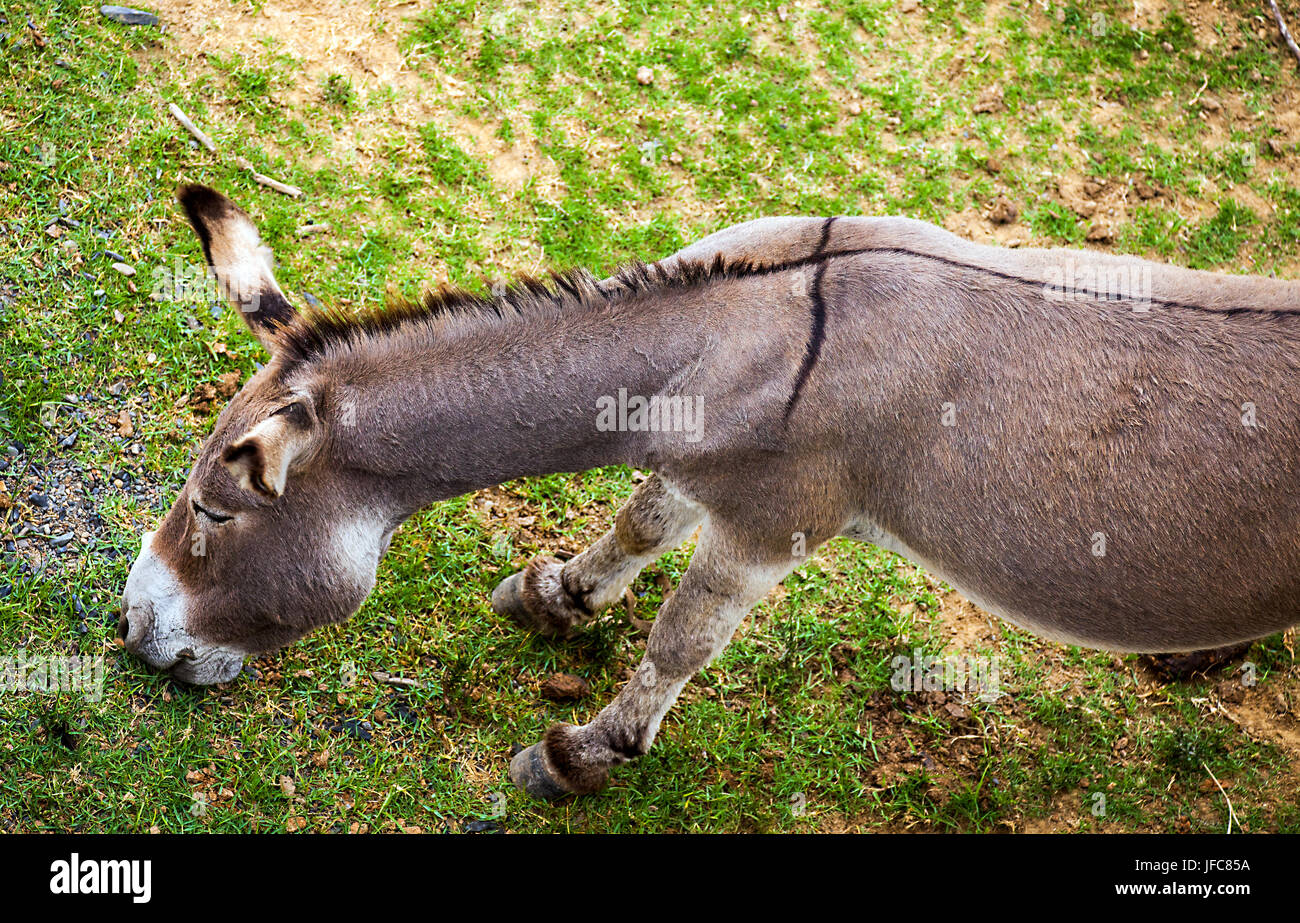 Donkey in South Africa Stock Photo Alamy