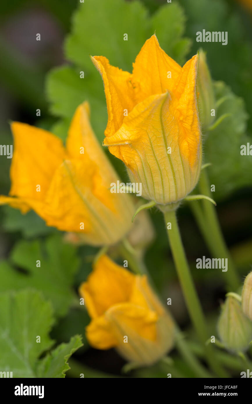 Homegrown courgette flowers blooming on a plant in a container. Stock Photo