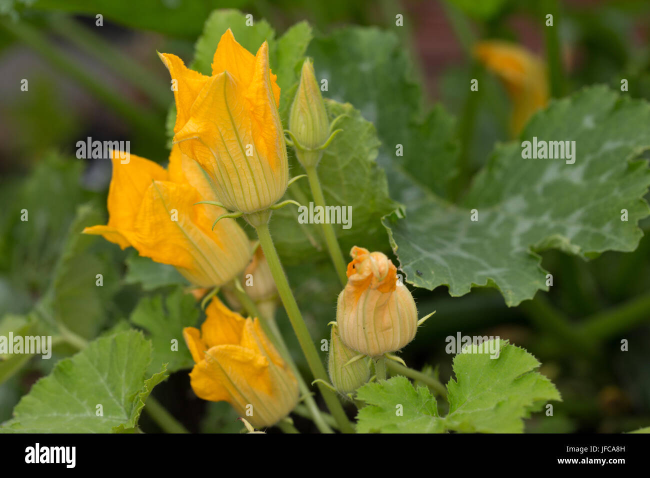 Homegrown courgette flowers blooming on a plant in a container Stock