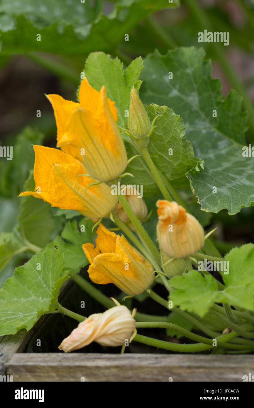 Homegrown courgette flowers blooming on a plant in a container. Stock Photo