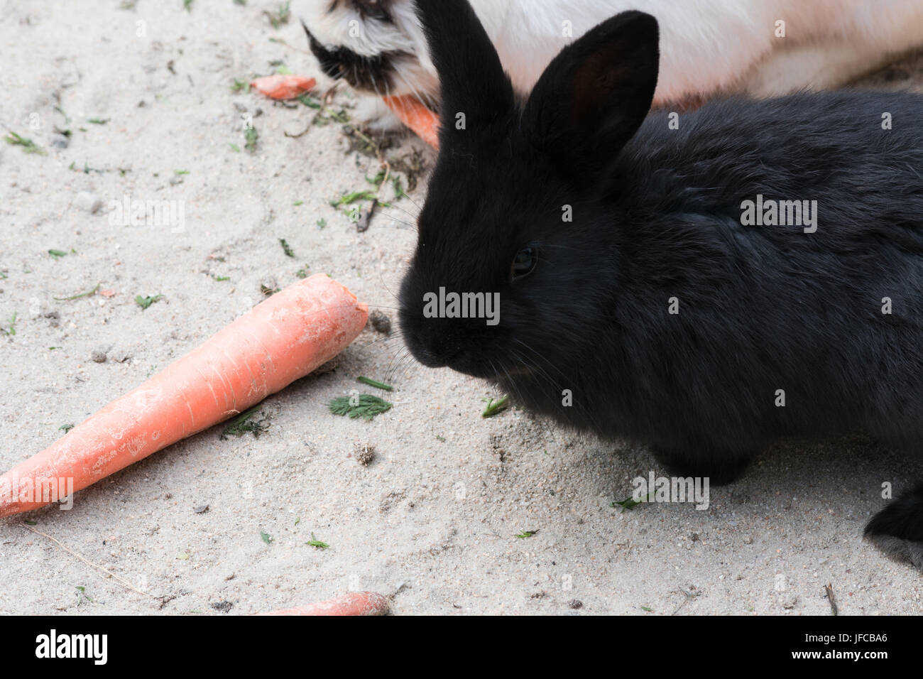 Black rabbits with a carrot Stock Photo - Alamy