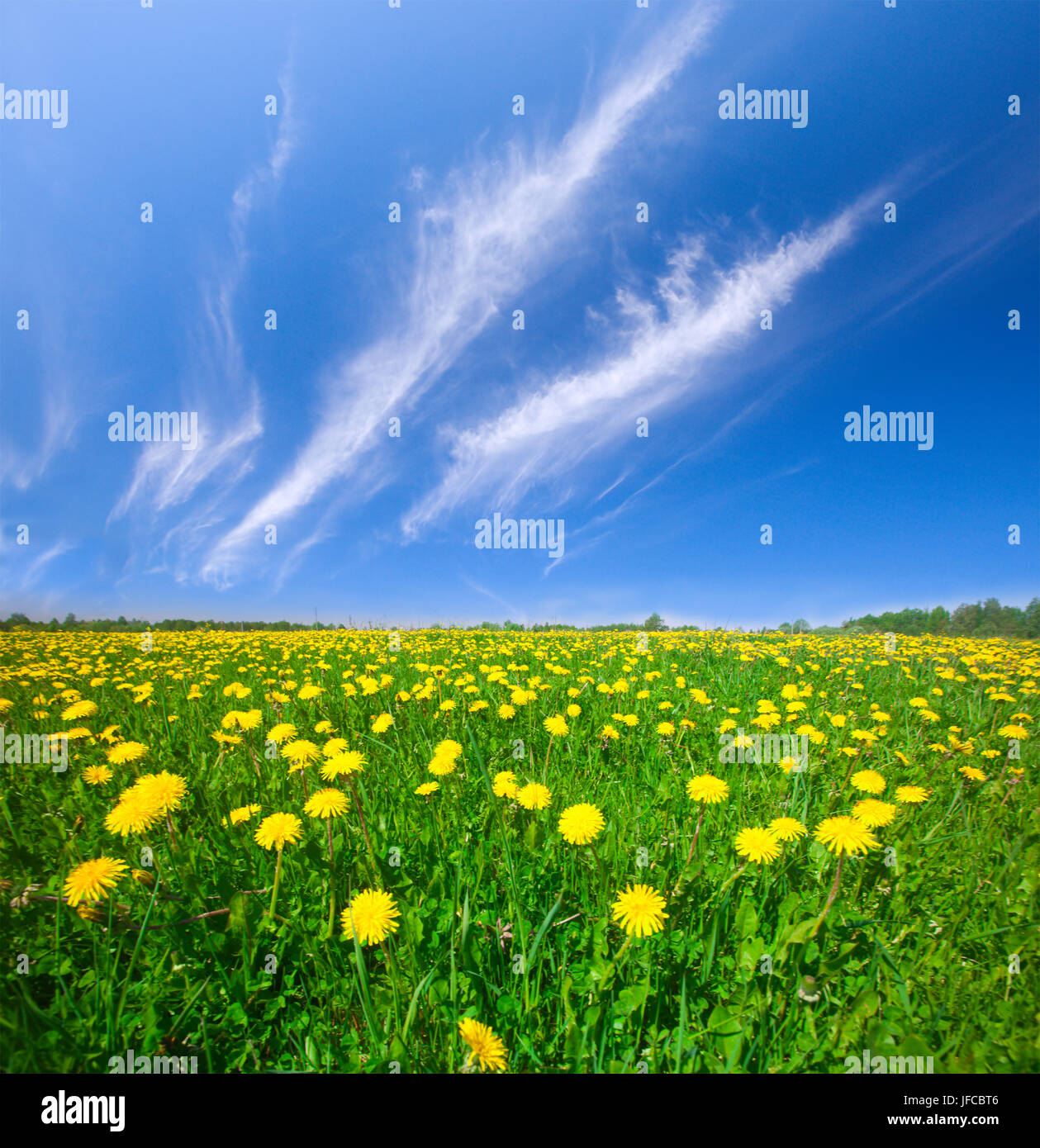 Yellow flowers field under blue cloudy sky Stock Photo