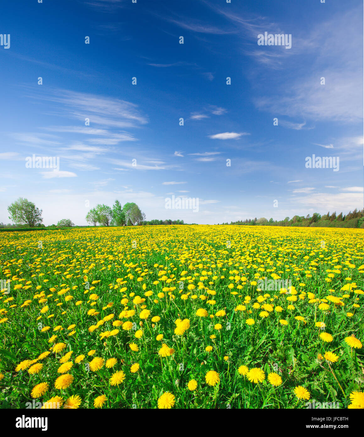 Yellow flowers field under blue cloudy sky Stock Photo