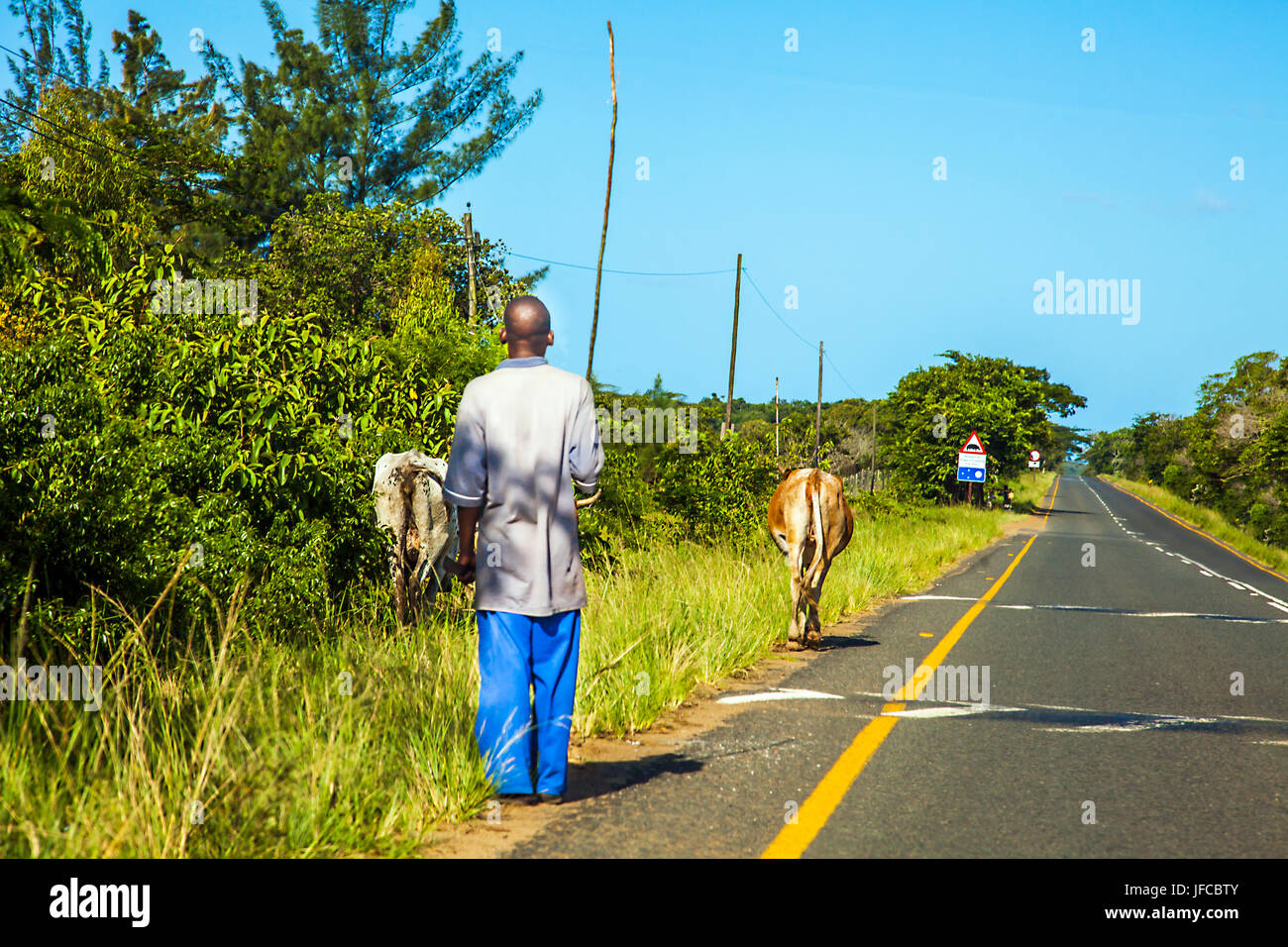 Cowhide in South Africa Stock Photo Alamy