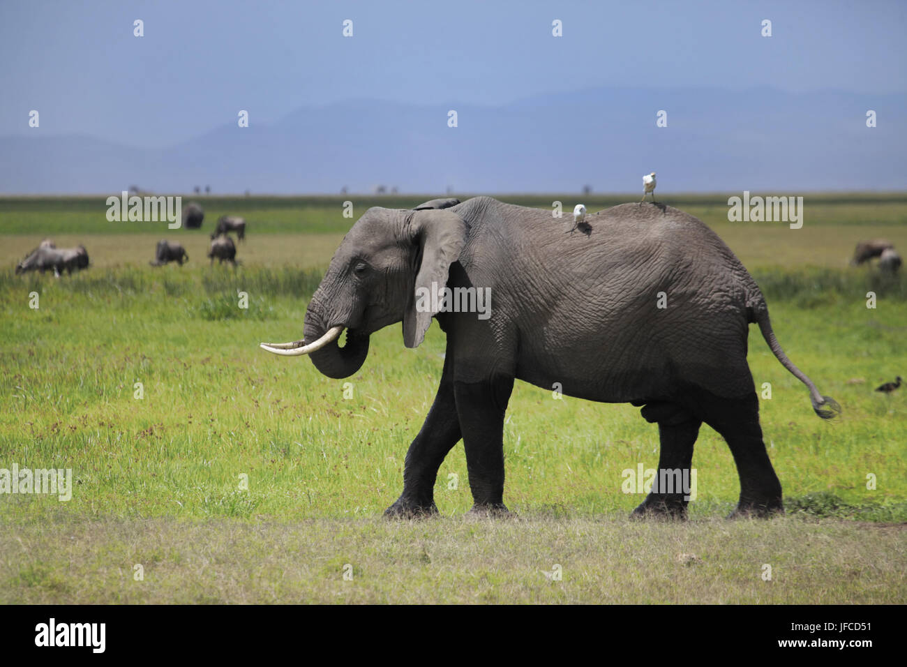 Elephants in Amboseli national park Stock Photo - Alamy