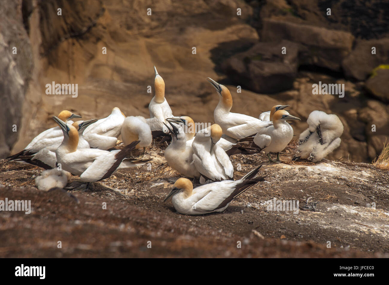 Gannets at Cape Kidnappers, Hawkes Bay, New Zealand. Stock Photo