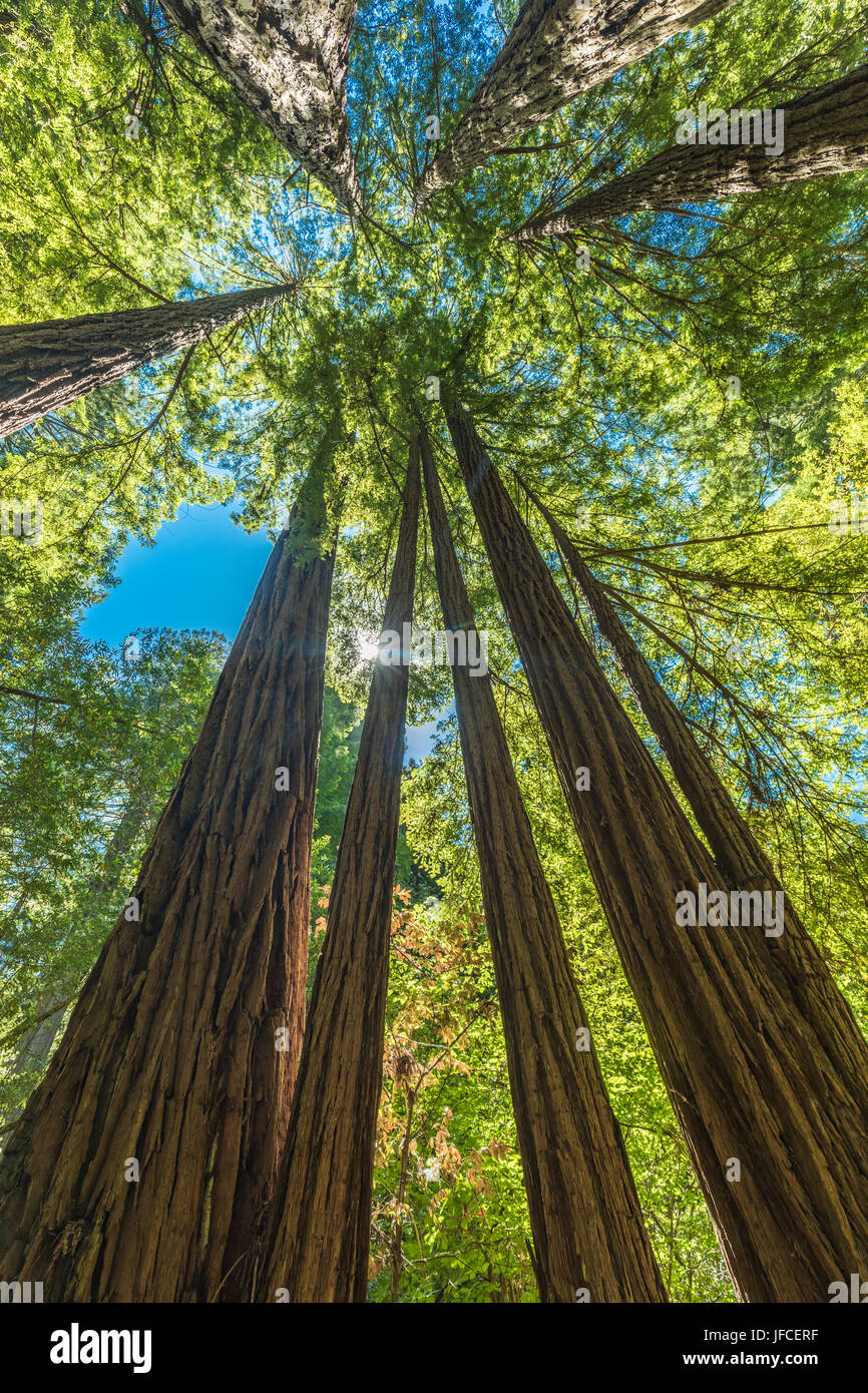 Giant redwoods in Muir Woods National Monument near San Francisco, California, USA Stock Photo