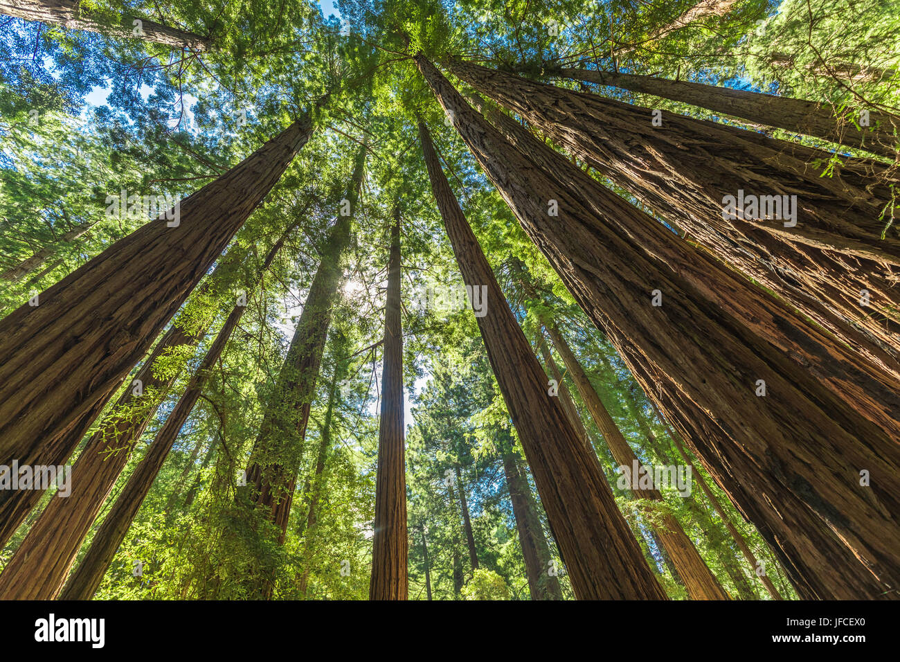Giant redwoods in Muir Woods National Monument near San Francisco, California, USA Stock Photo