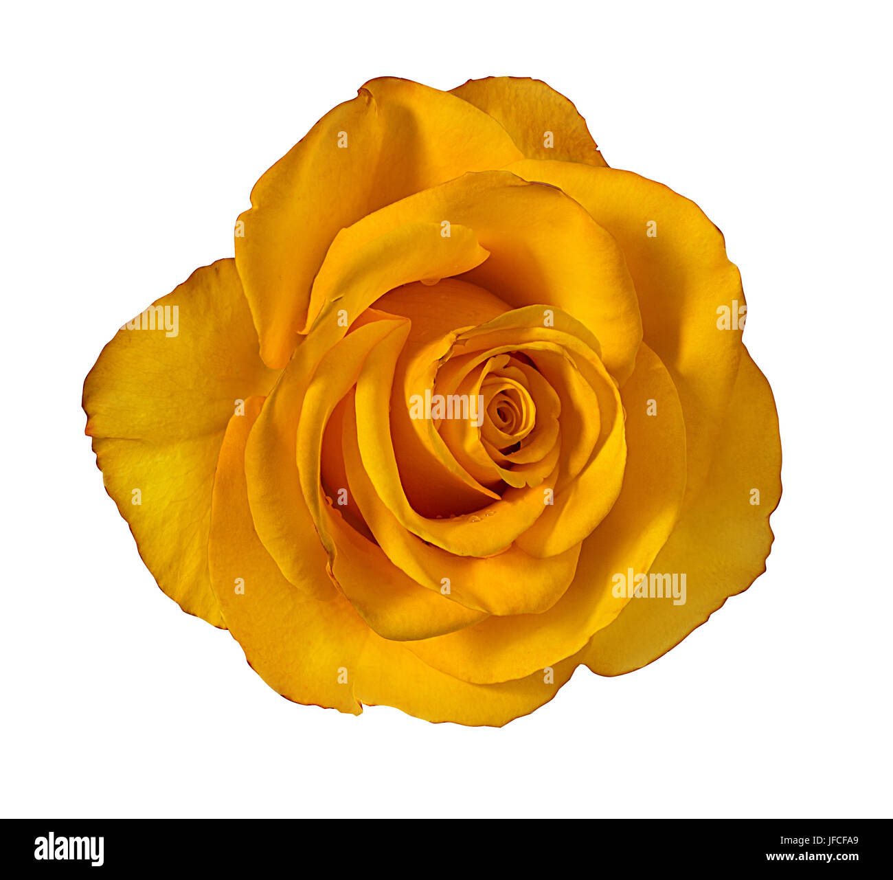 rose isolated on white background Stock Photo - Alamy