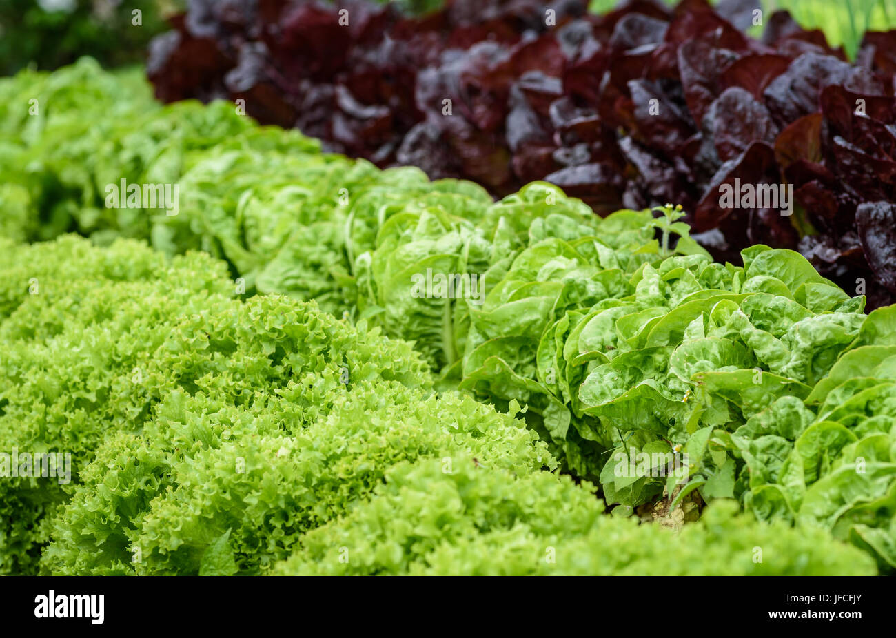 Various lettuce crops growing in rows in a field. Stock Photo