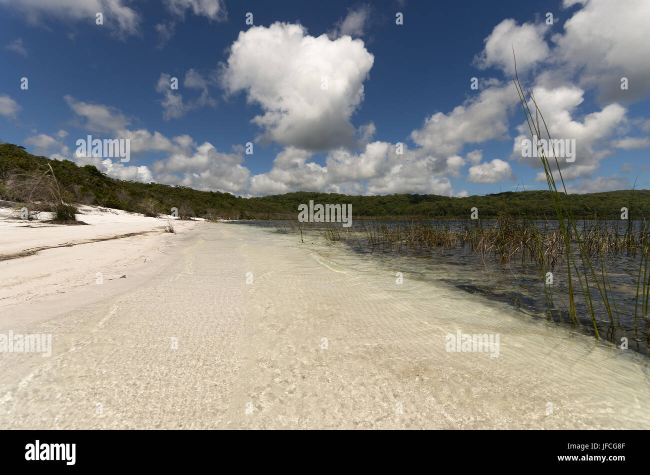 Brilliant white sand beach on Lake McKenzie on Australia's Fraser Island Stock Photo