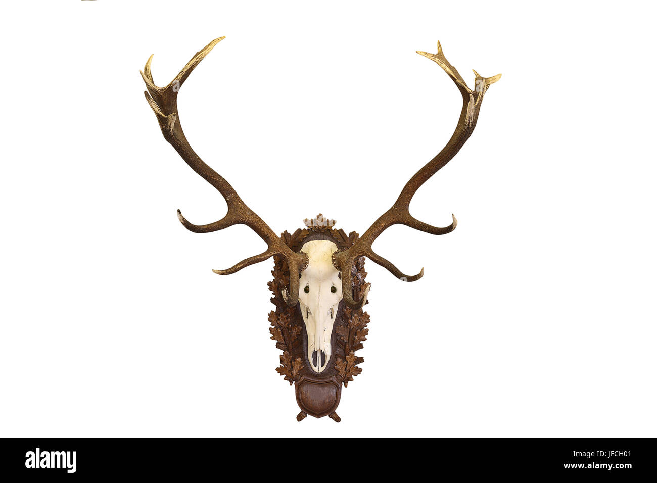 beautiful Cervus elaphus ( red deer buck ) hunting trophy isolated on white background Stock Photo