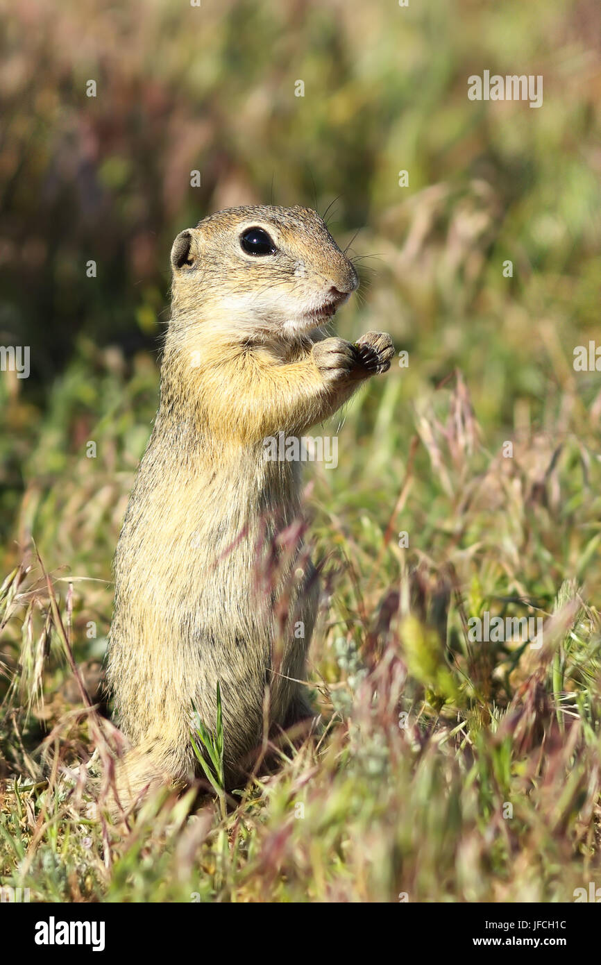 european ground squirrel closeup, image of wild animal taken in natural habitat ( Spermophilus citellus ), listed as vulnerable by IUCN, endangered sp Stock Photo