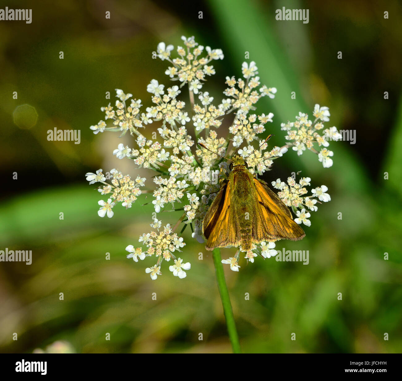 butterfly, small skipper, Stock Photo