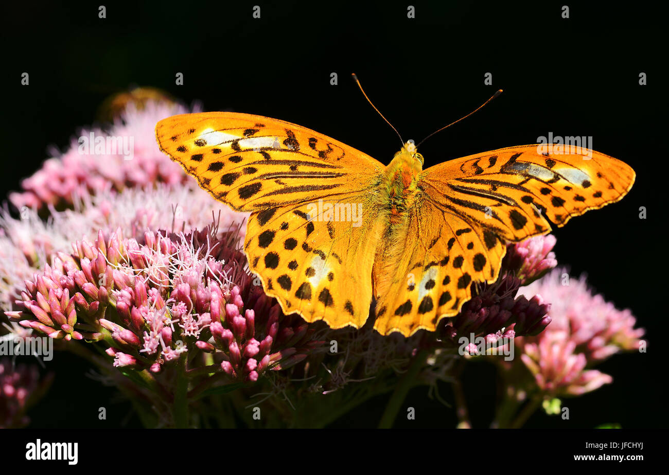 butterfly, silver-washed fritillary, Stock Photo