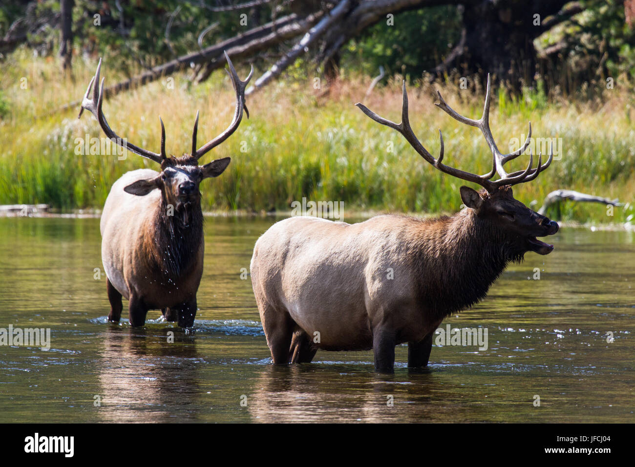 Elk rump hi-res stock photography and images - Alamy