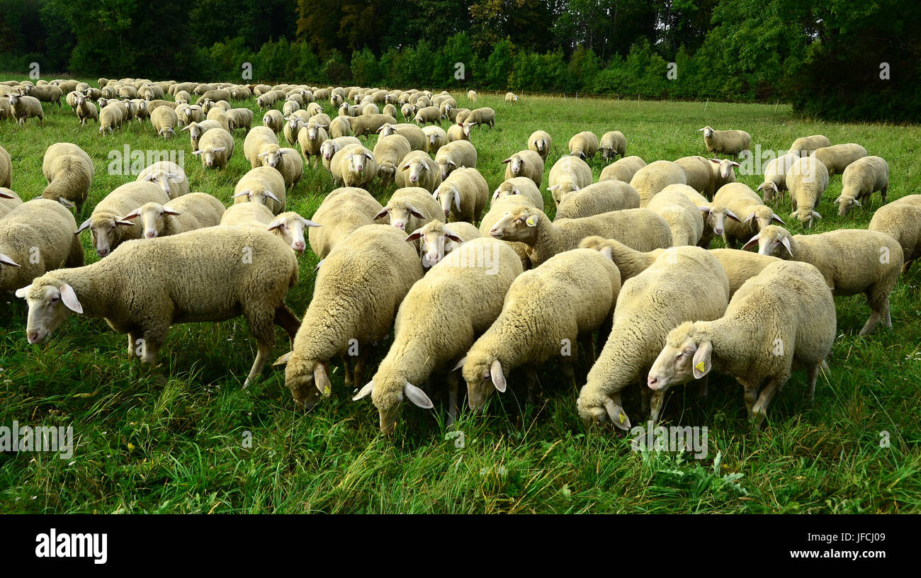 sheeps, sheep flock, herd of sheep, Stock Photo