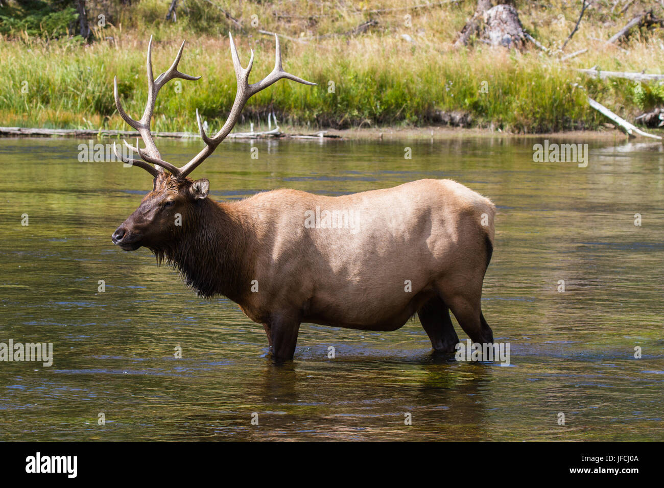 White rump elk hi-res stock photography and images - Alamy