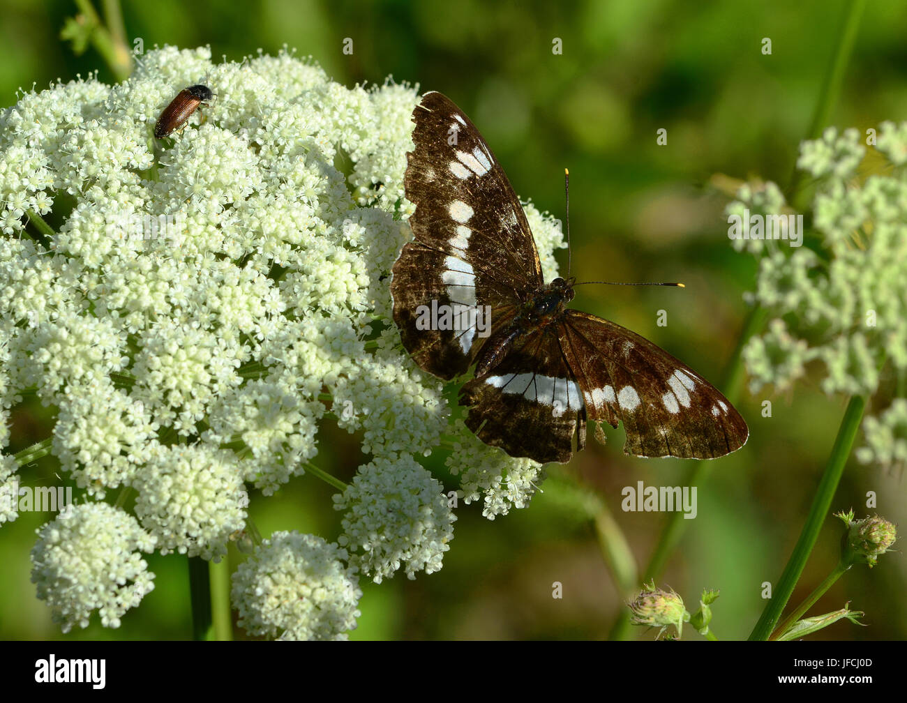 butterfly,  white admiral, Stock Photo