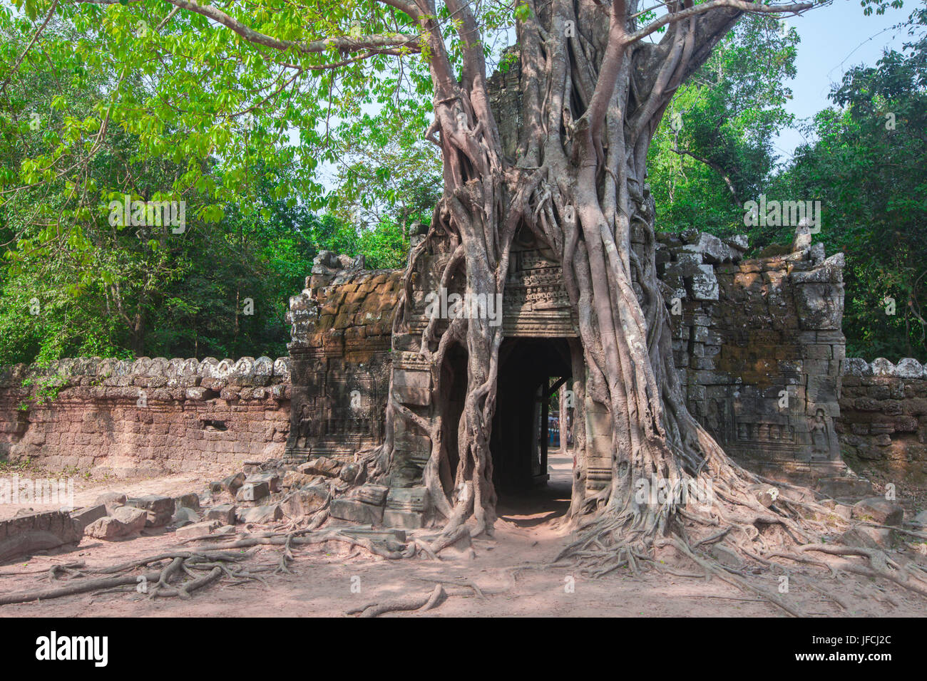 Tropical tree on Ta Som Stock Photo - Alamy