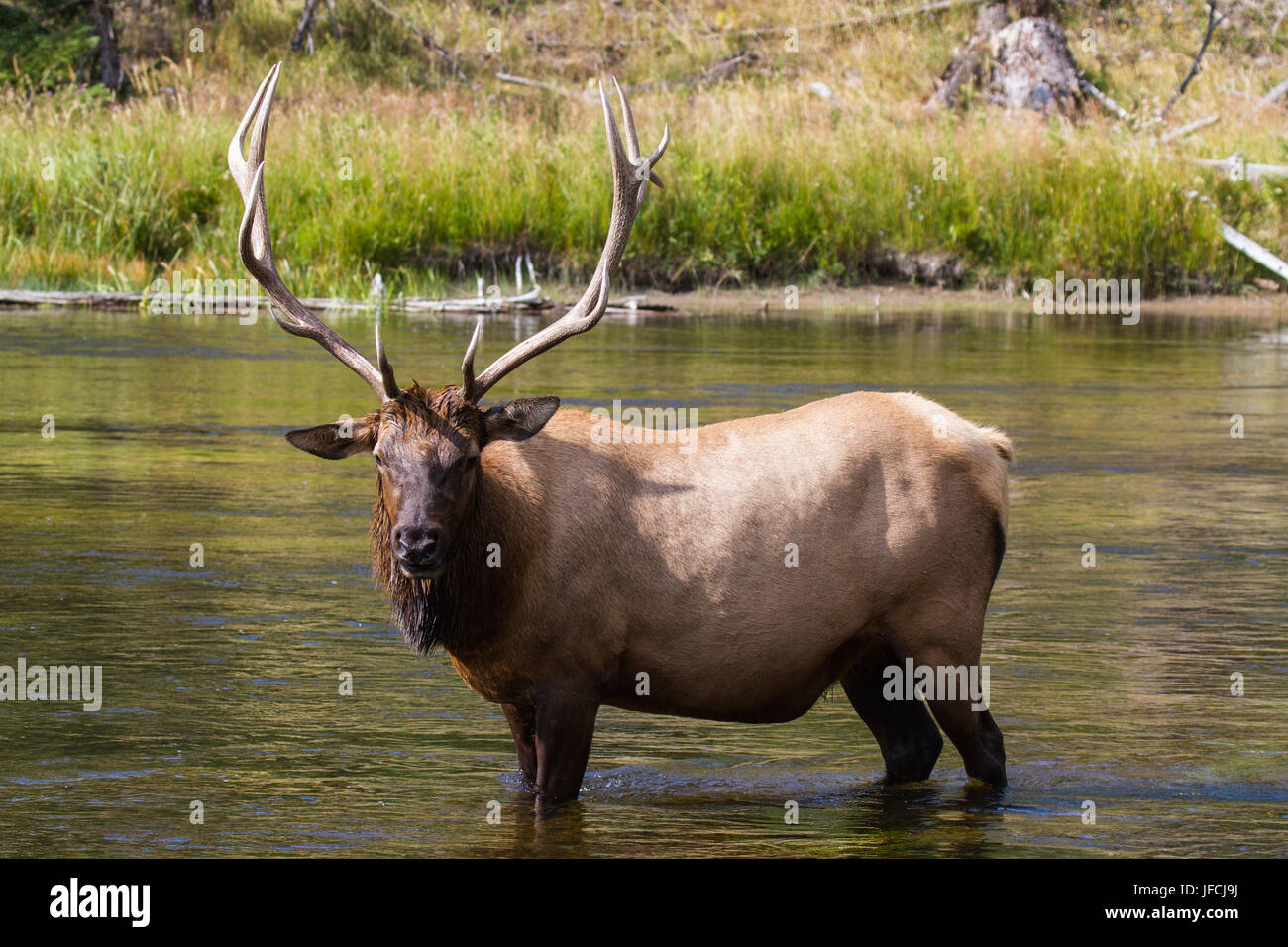 White rump elk hi-res stock photography and images - Alamy