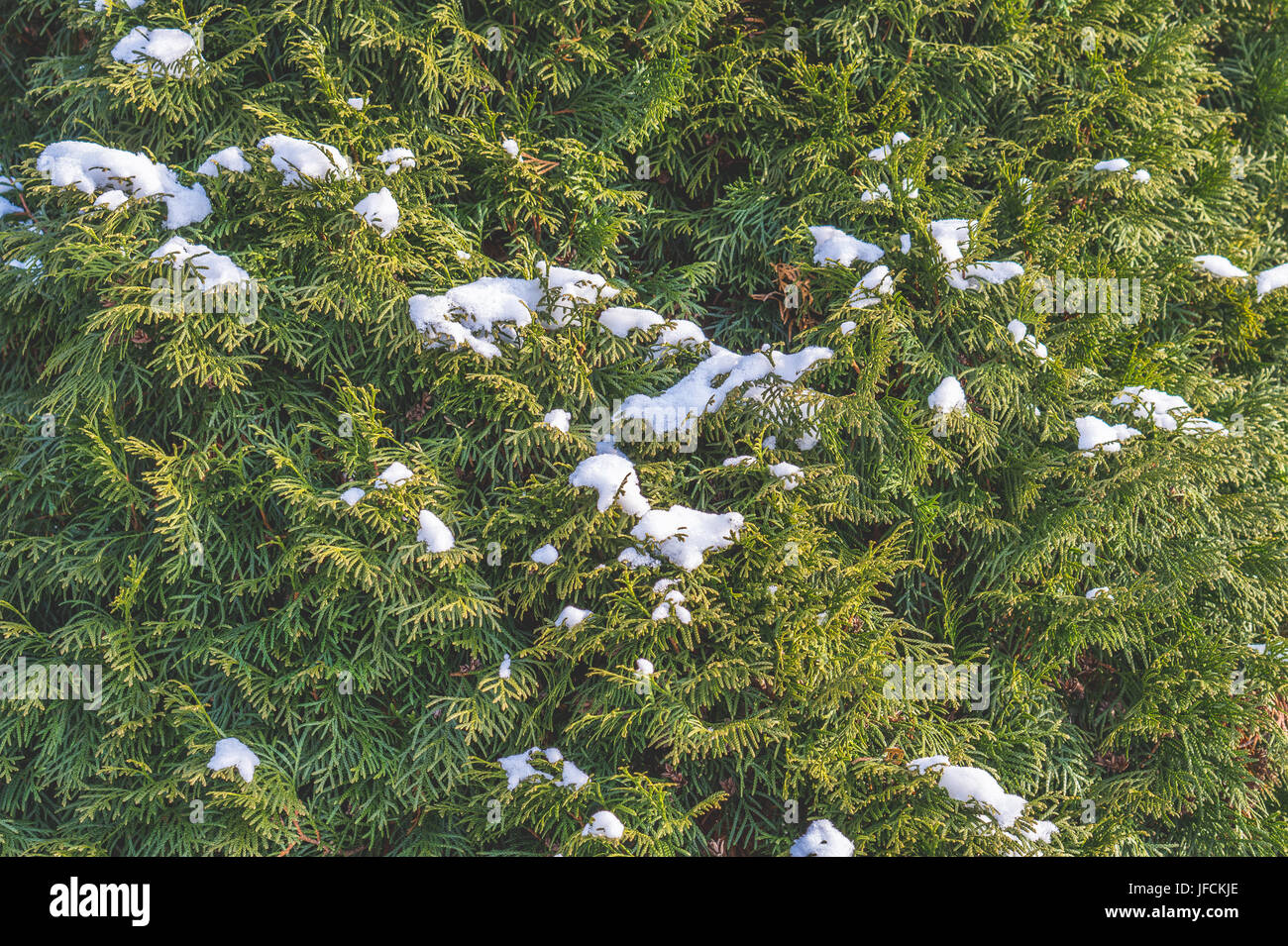 Background of branches of a coniferous tree with snow. Green sprig, spruce or pine wood wallpaper with a lot of detail. Perfect backdrop for nature. Stock Photo