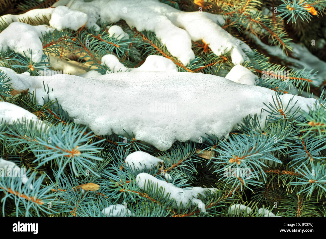 Snow on spruce branches Stock Photo