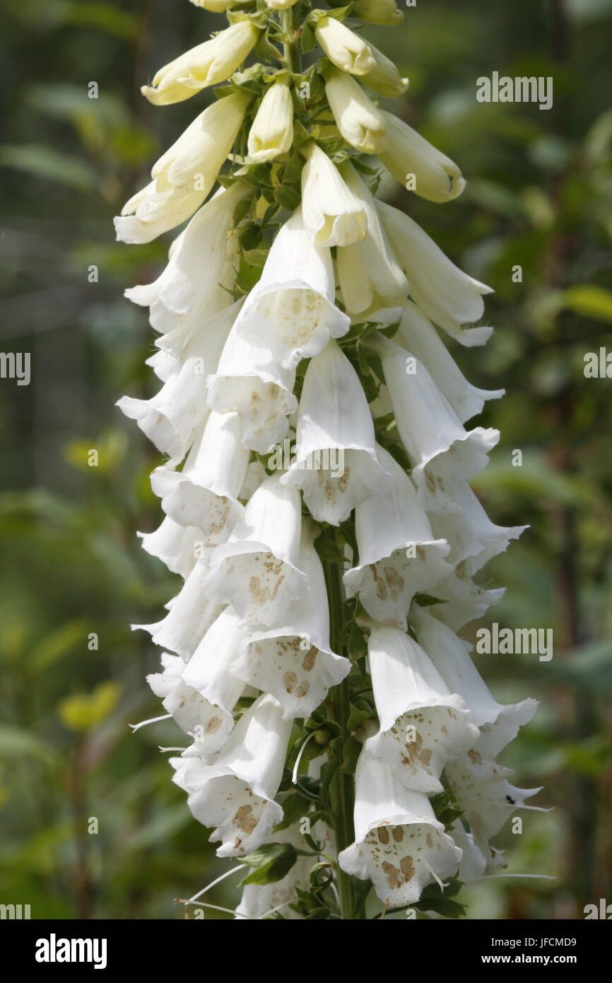 Foxglove, white flowering plant Stock Photo