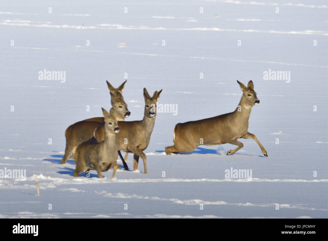 Roe deer Stock Photo