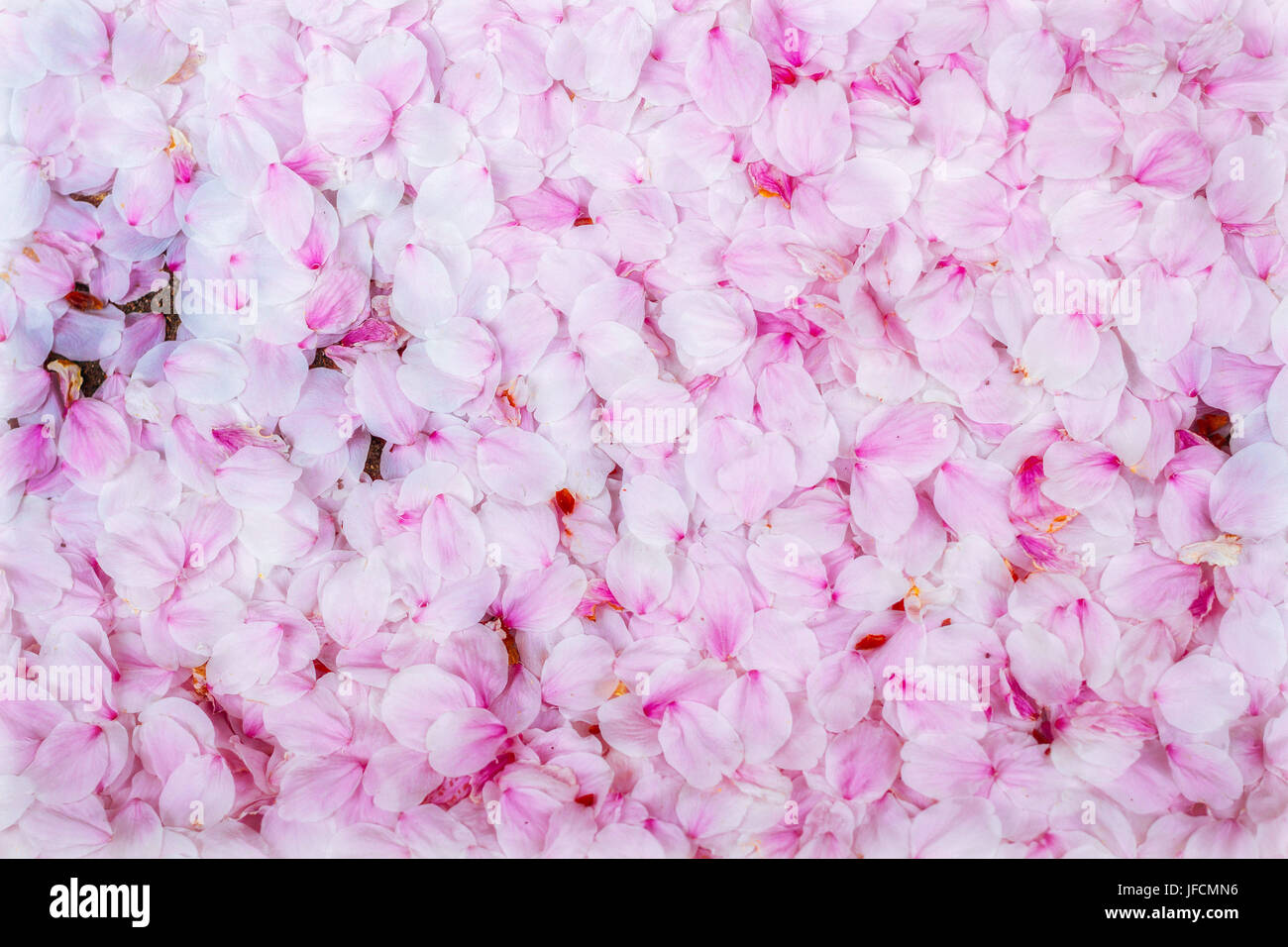 Sakura Fubuki Hi Res Stock Photography And Images Alamy