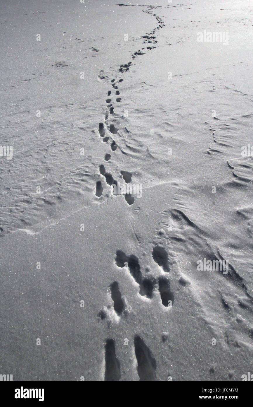 Animal trails in the snow Stock Photo