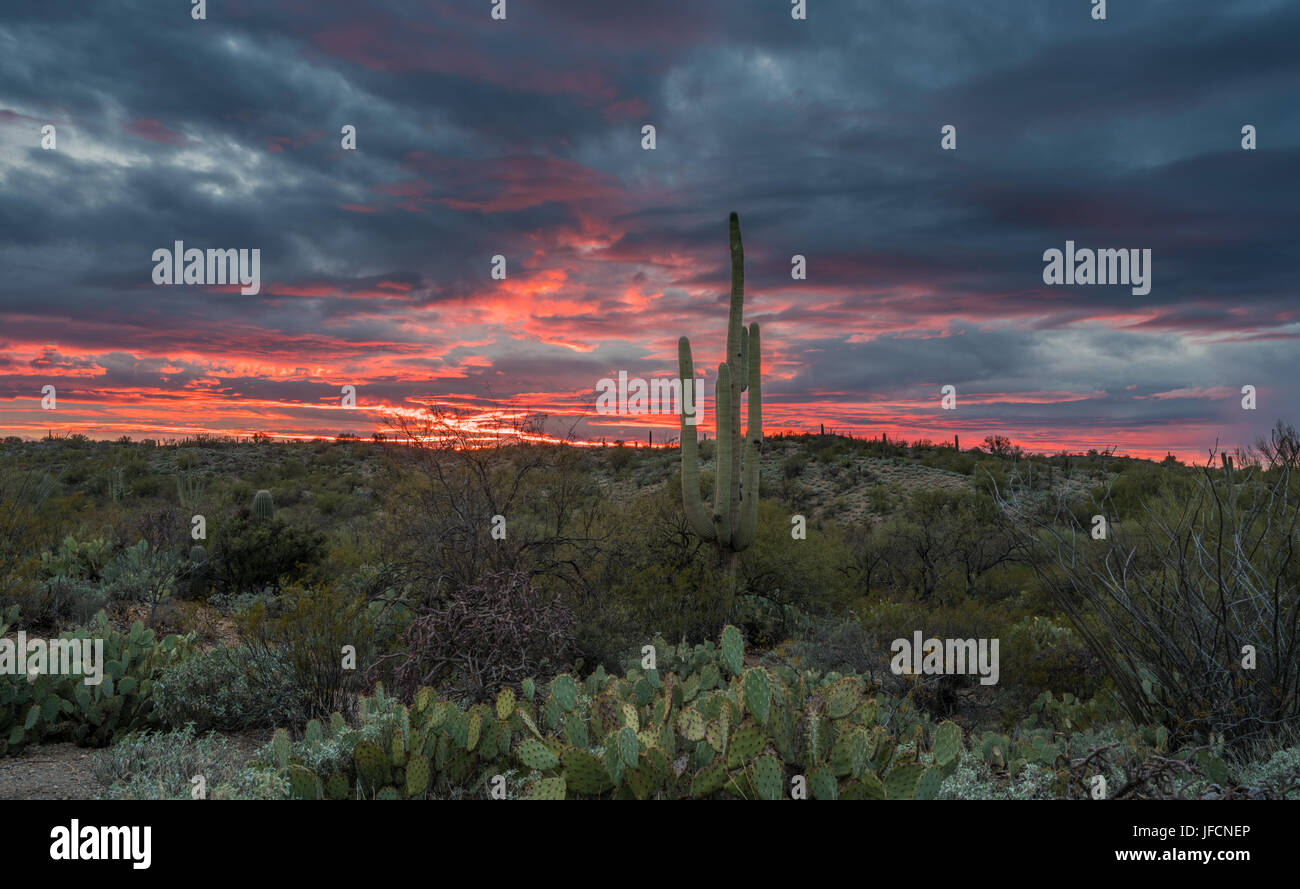 Sunset in Saguaro National Park Tucson Stock Photo