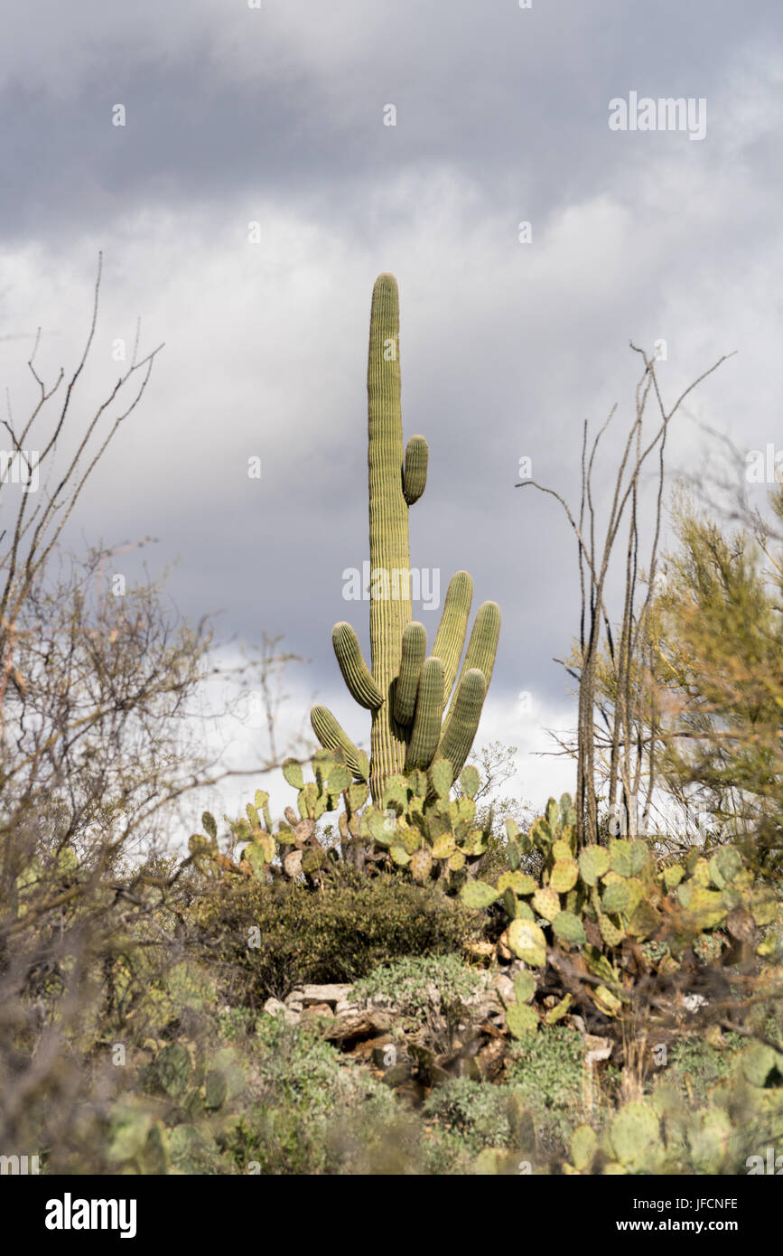 Storm by Saguaro National Park Tucson Stock Photo