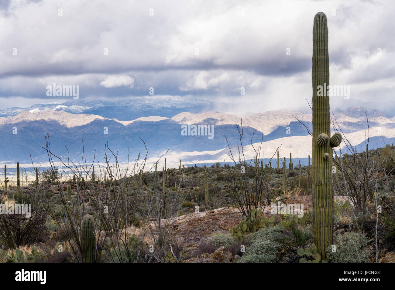 Storm by Saguaro National Park Tucson Stock Photo