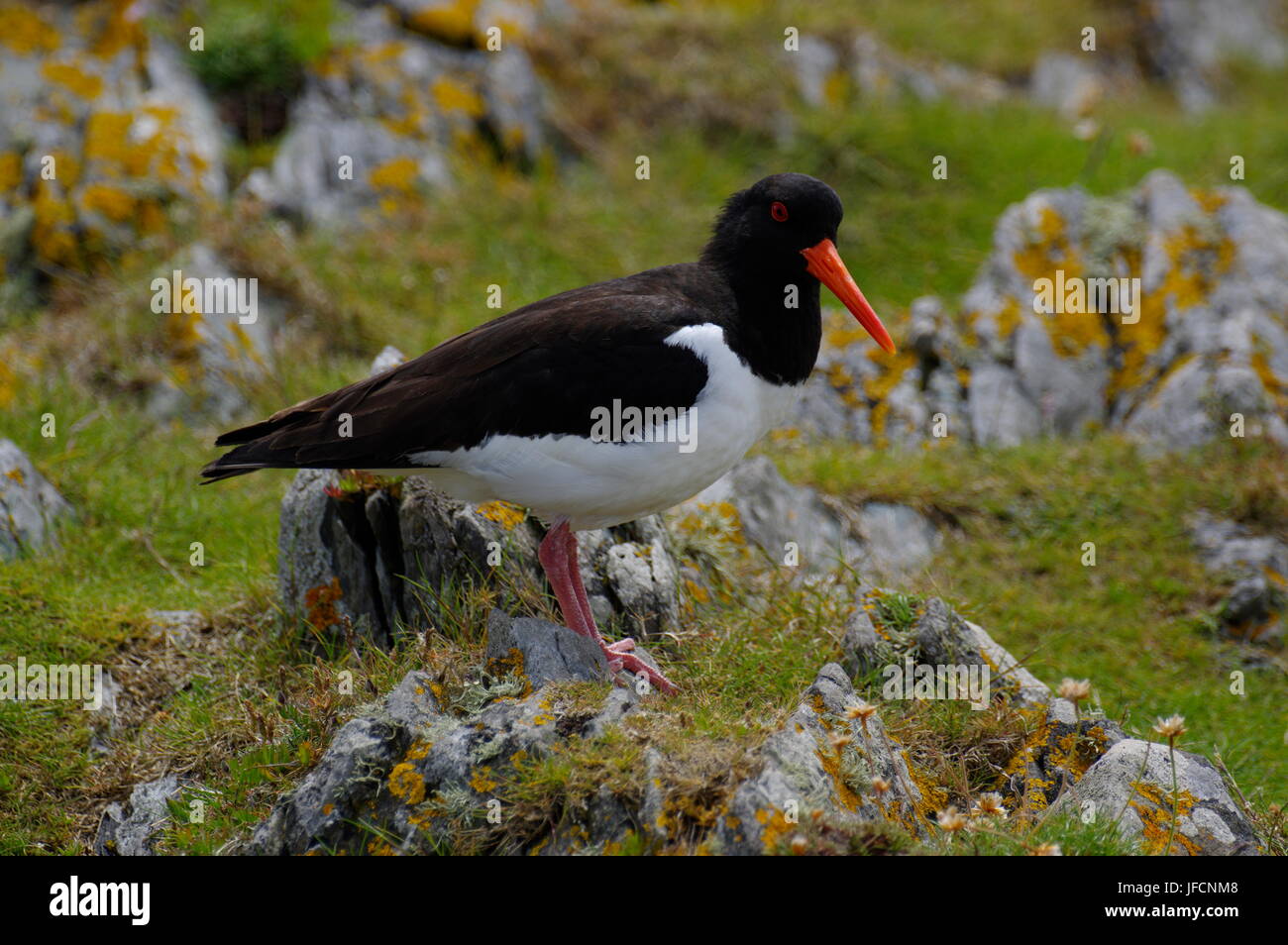 Oystercatcher seabird hires stock photography and images Alamy