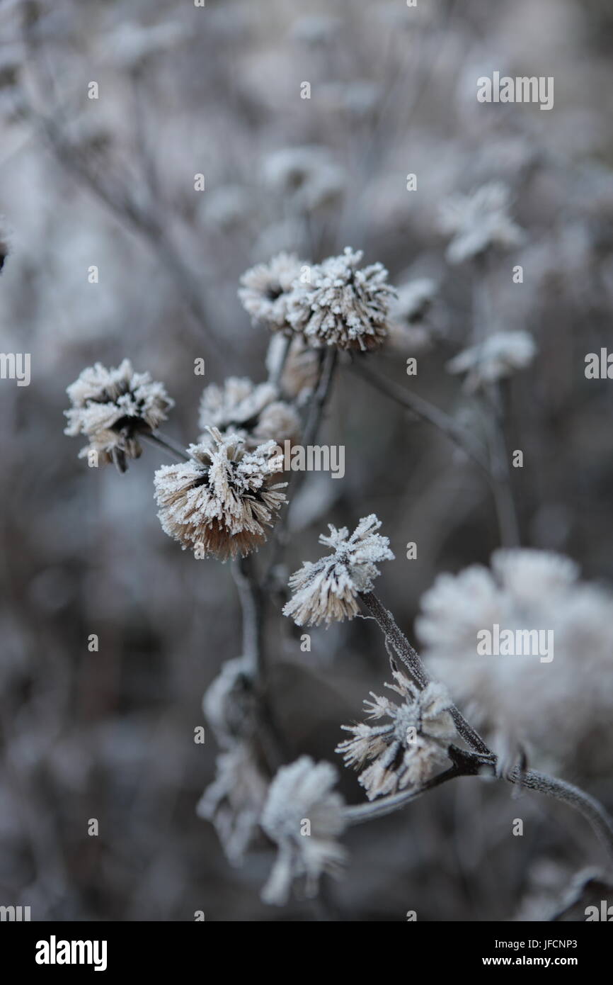 Floral plant covered in frost, Stock Photo