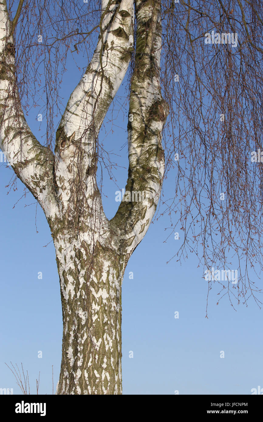 Birch Stock Photo - Alamy
