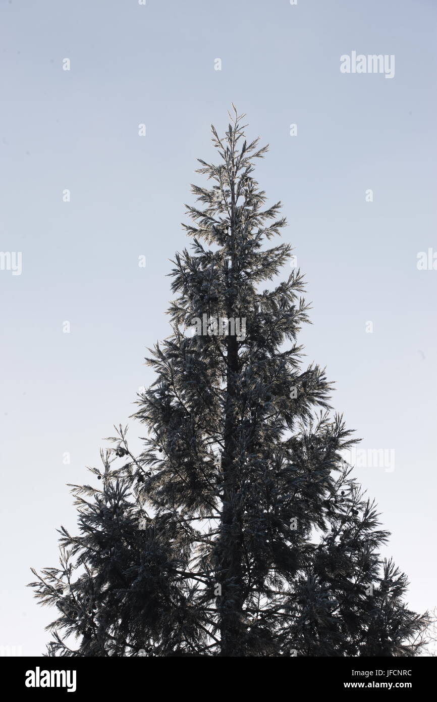 A Grand Ever green Fir tree, standing tall on a cold and harsh winters day. The Fir is the most common tree used as a Christmas tree. Stock Photo