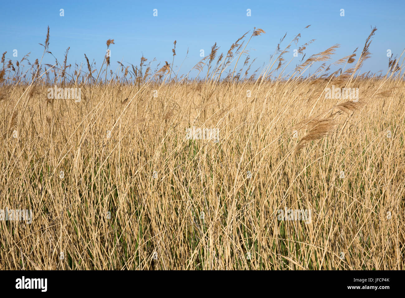 Picture shows: Reed beds and grasses at Brancaster, Norfolk, UK © Julian Wyth. All rights reserved. No unauthorised use. Stock Photo