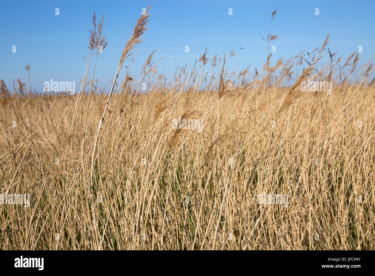 Picture shows: Reed beds and grasses at Brancaster, Norfolk, UK © Julian Wyth. All rights reserved. No unauthorised use. Stock Photo