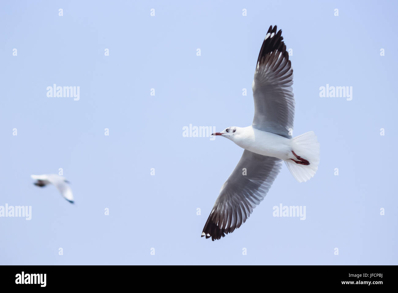 Migratory birds, seagull in Samut Prakan, Thailand Stock Photo