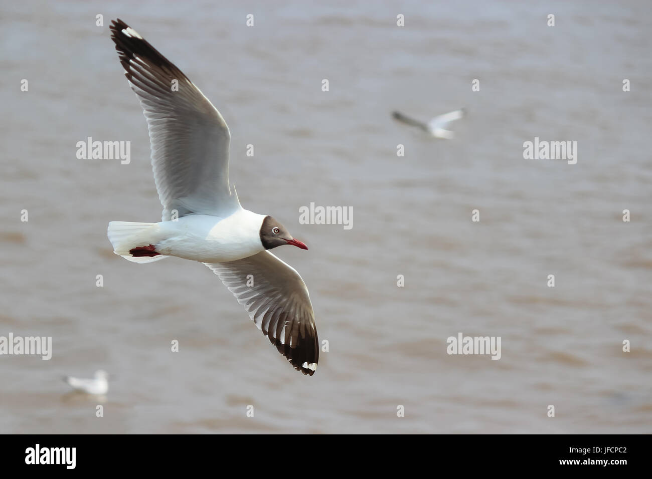 Migratory birds, seagull in Samut Prakan, Thailand Stock Photo