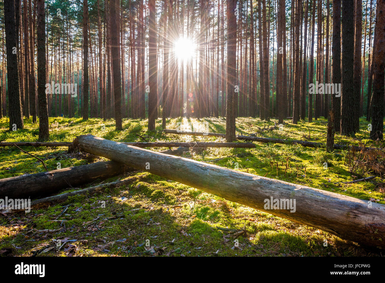 Sunrise in pine forest Stock Photo - Alamy