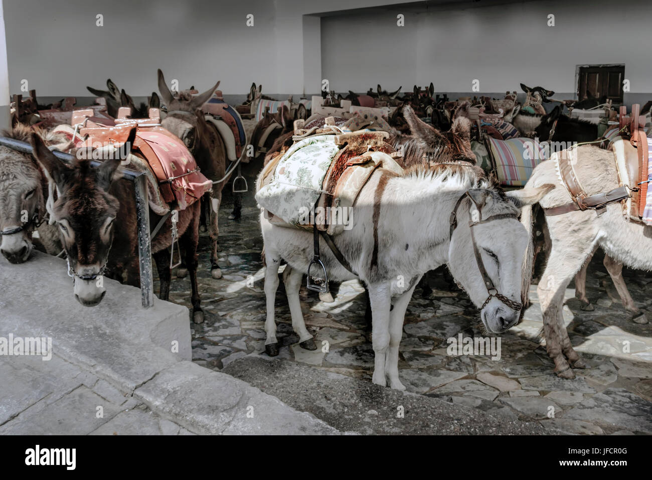 Harnessed donkeys are waiting for tourists Stock Photo
