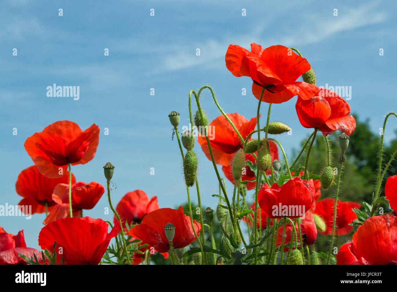 red poppy flowers with a blue sky background Stock Photo - Alamy