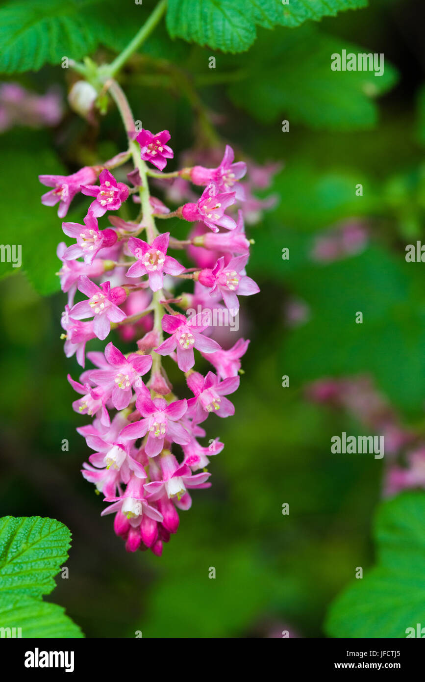 The spring flowers of a Ribes sanguineum 'Pulborough Scarlet' cultivar in a British garden. Stock Photo