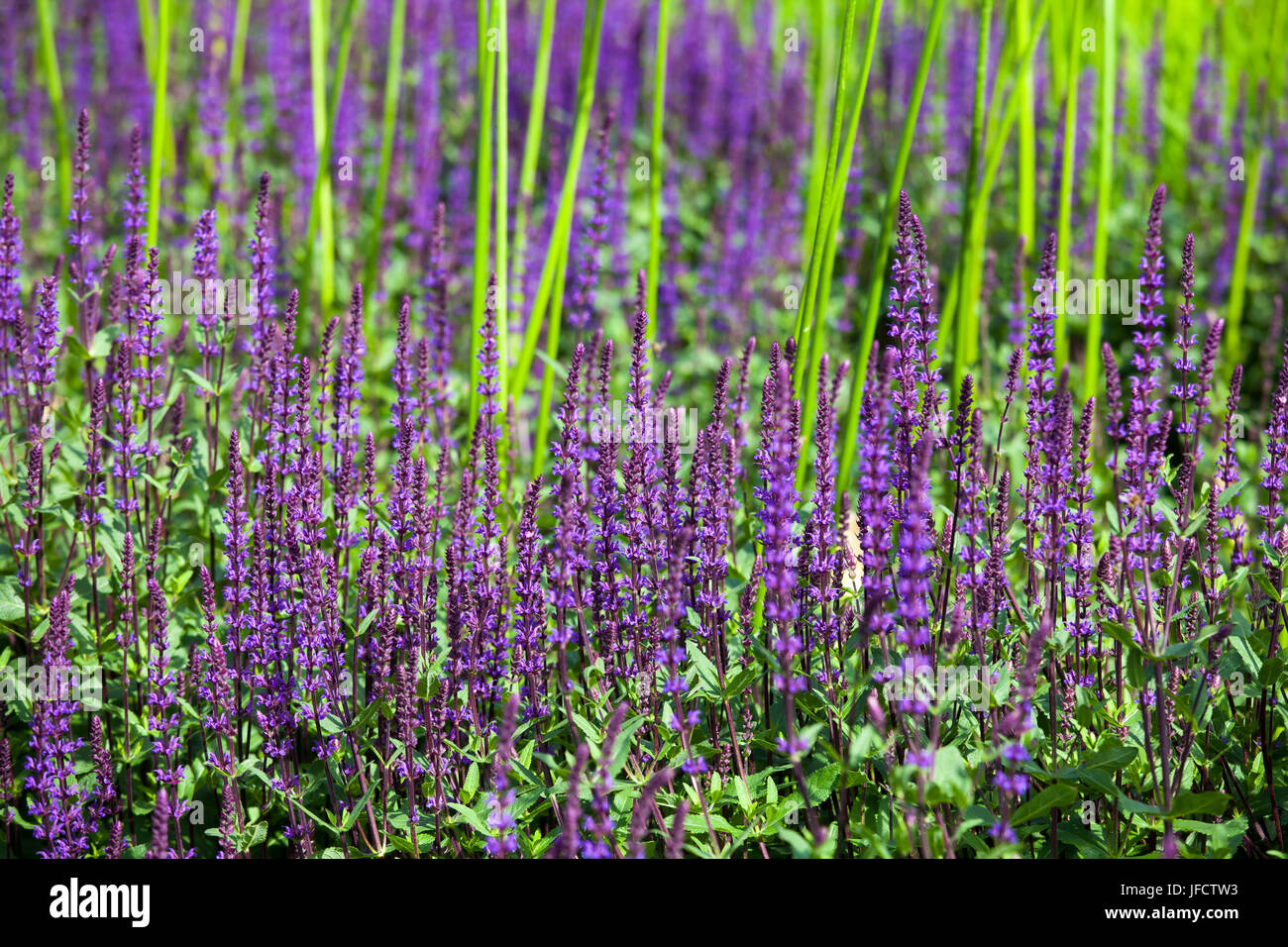 Sage, Salvia nemorosa 'Ostfriesland', Mauve Stock Photo - Alamy