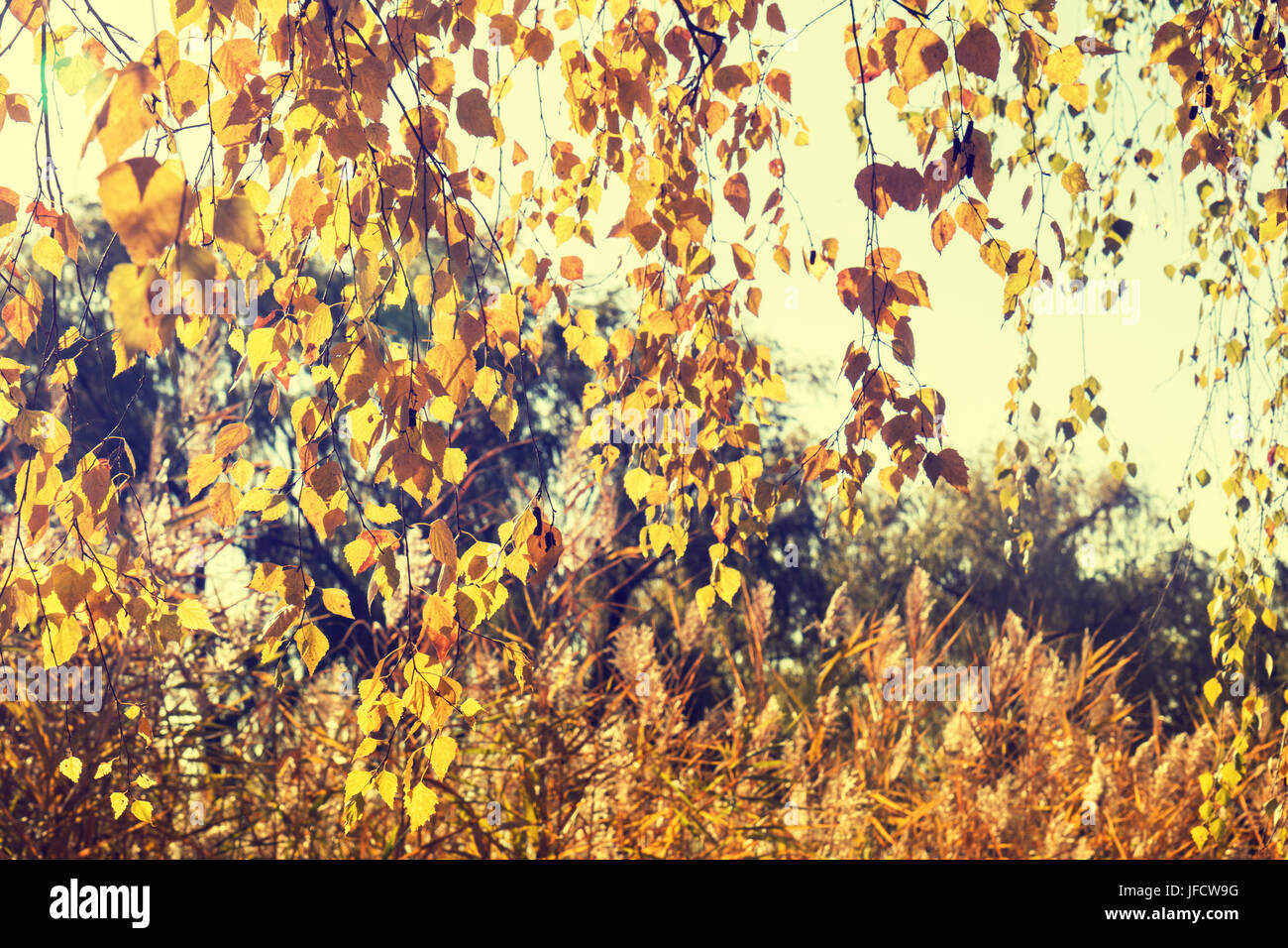 Autumn leaves sky background Stock Photo - Alamy